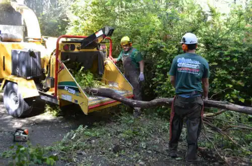 tree services St. Cloud